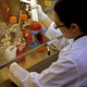 Illustration for article titled New Rules Will Make Stem Cell Research Easier